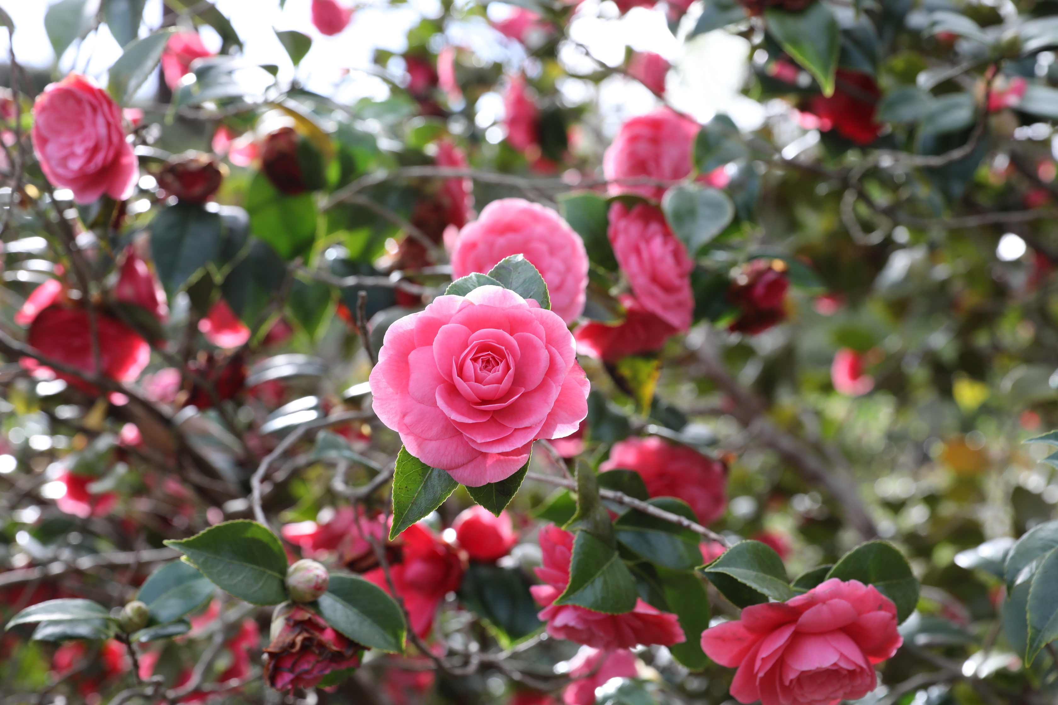 Mount Lofty Botanic Garden